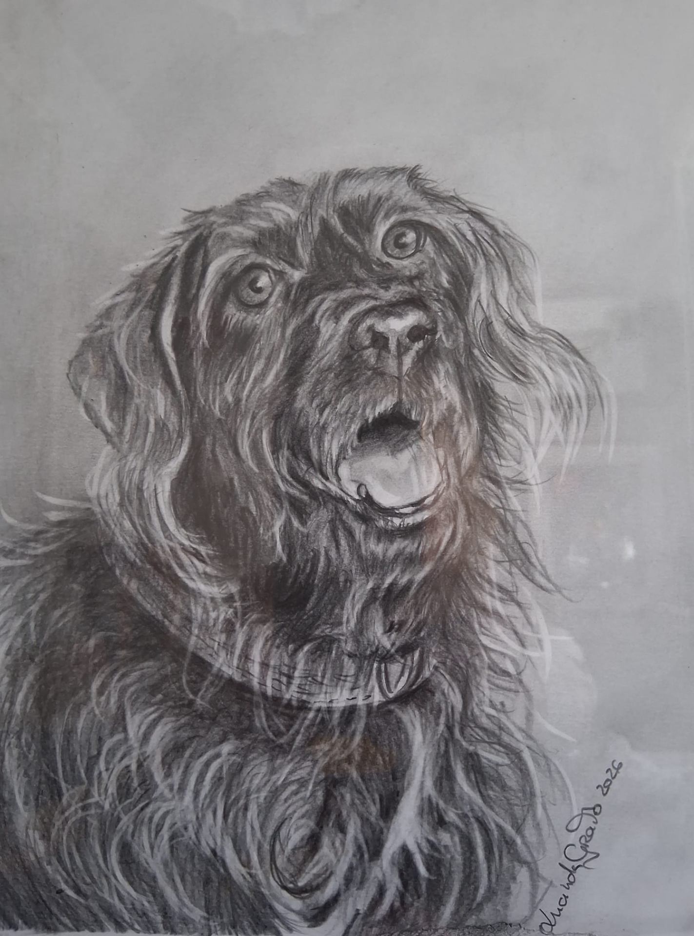 Charcoal portrait of a shaggy dog